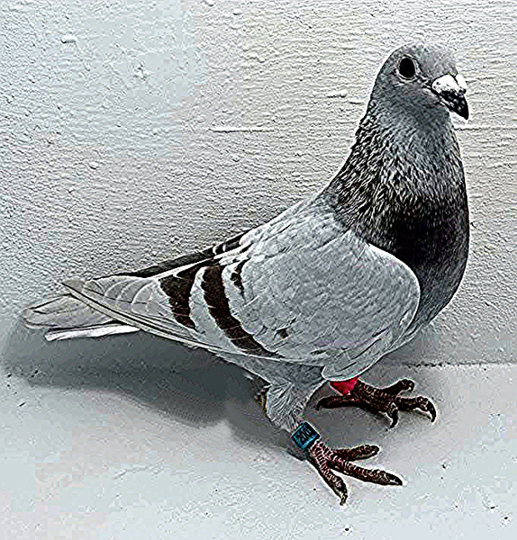 Band: AU 20037 AA 2025